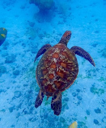 Caño Island Snorkeling tour